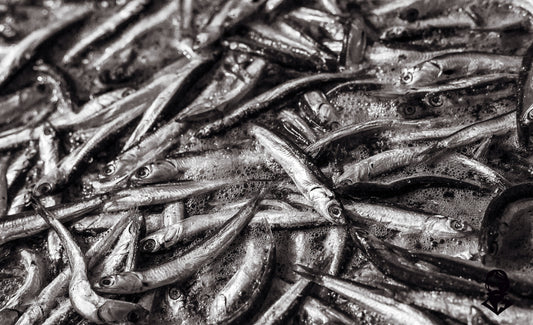 Cetara e le alici: caratteristiche, lavorazione e perché sono così apprezzate