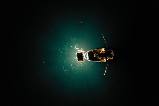 Alici del Mediterraneo e del Cantabrico: differenze, qualità e lavorazione