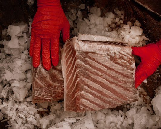 Cos'è la ventresca di tonno: la parte più pregiata del tonno rosso